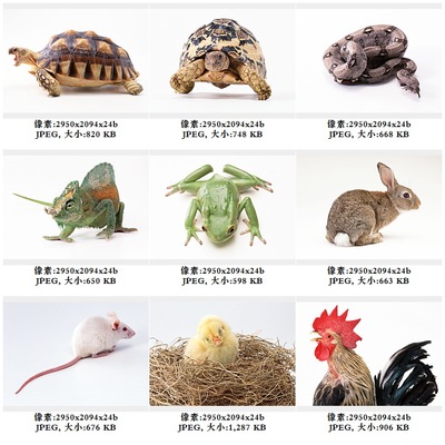 高清图片库素材动物小鸡鸭兔子猪老仓鼠青蛙毒花蛇蜥蜴花乌龟青龟