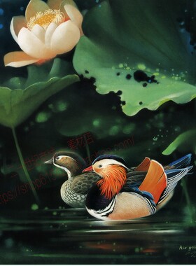 DA28百鸟图各种鸟类写生绘画水彩工笔特写图集电子版图片素材