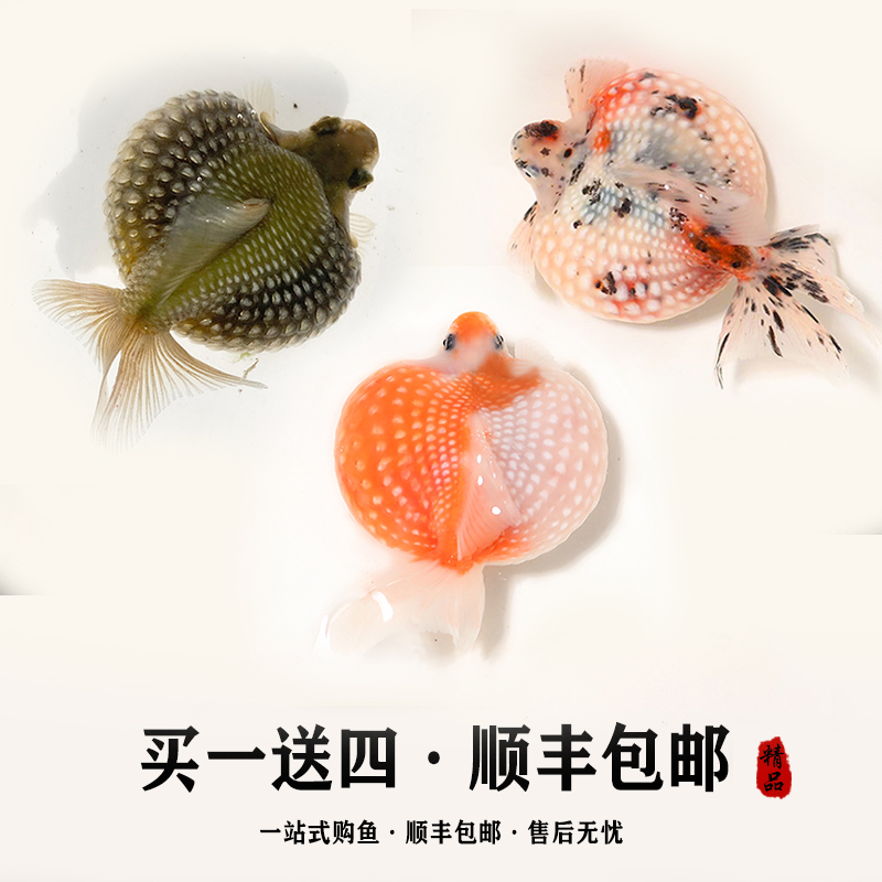 养不活包退品质保证珍珠金鱼