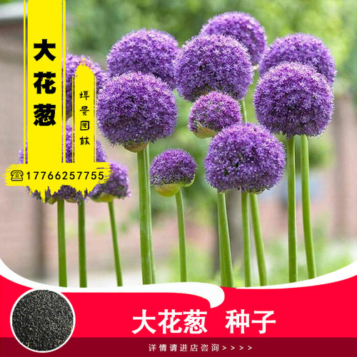 大花葱销量排行榜 大花葱品牌热度排名 小麦优选