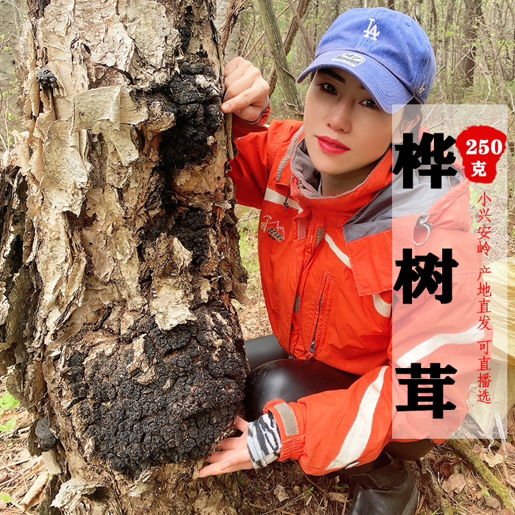桦树茸野生250g打粉俄罗斯孔菌