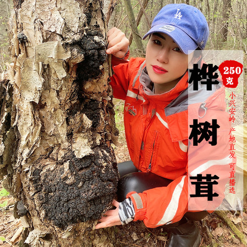 桦树茸野生250g打粉俄罗斯孔菌
