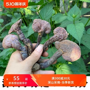 赤灵芝 整枝林芝红灵芝灵芝菌赤芝味苦10公分以上可打粉250g煮水