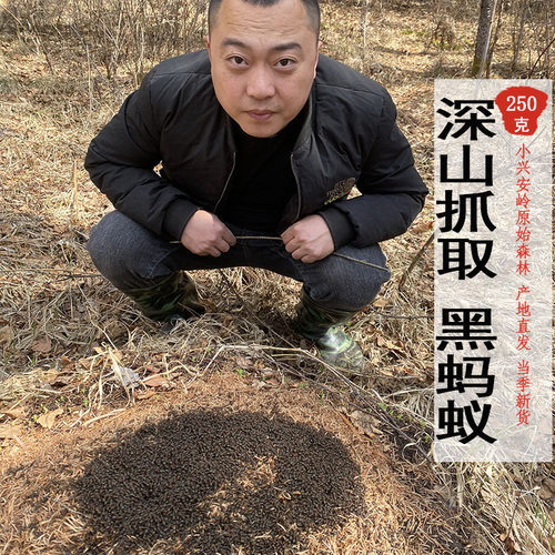 黑蚂蚁500g东北伊春泡酒酸非
