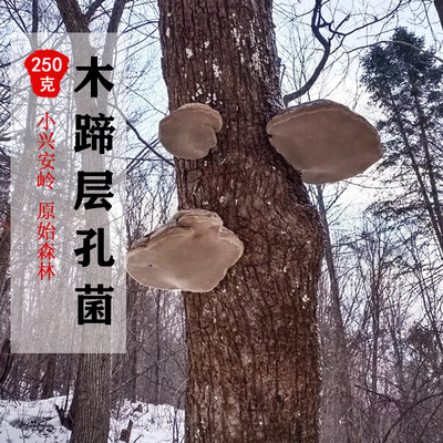 层孔菌大个克以上打粉野生灵芝