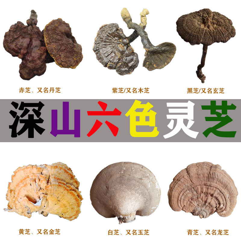 六色灵芝600g包邮深山紫芝黑芝红芝赤灵芝紫血灵芝硫磺菌树舌组合