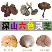 六色灵芝600g 深山紫芝黑芝红芝赤灵芝紫血灵芝硫磺菌树舌组合 包邮