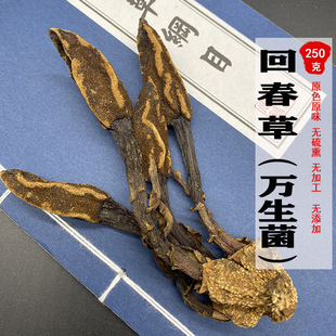 回春草250g包邮无硫万生菌顶天柱草干货不老草云南深山泡酒泡茶水