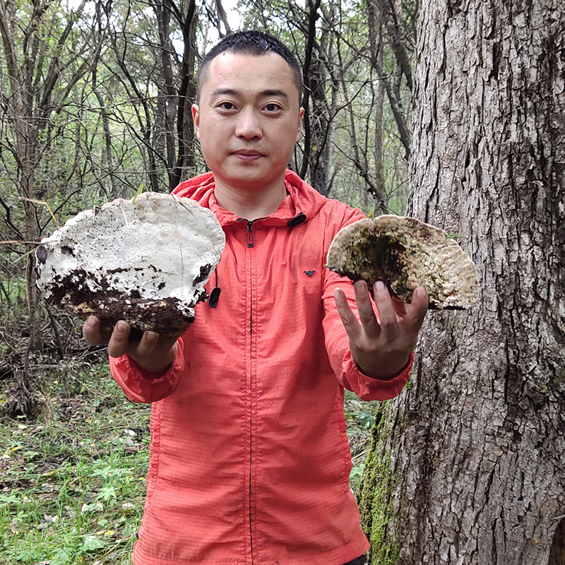 榆生拟层孔菌250g榆拟层孔菌新货整枝榆树灵芝真菌可切块打粉煮水