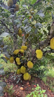 广西湿包菠萝蜜  苗 口感软糯香甜 广西发货