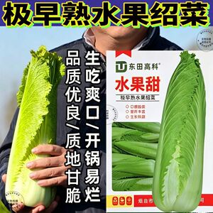 极早熟55天龙牙白菜种子水果绍菜种籽黄心小白菜耐寒耐热蔬菜种子