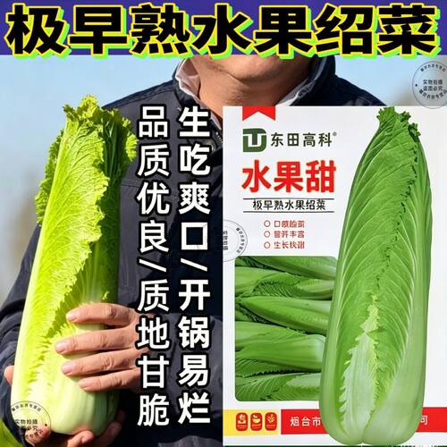 极早熟55天龙牙白菜种子水果绍菜种籽黄心小白菜耐寒耐热蔬菜种子