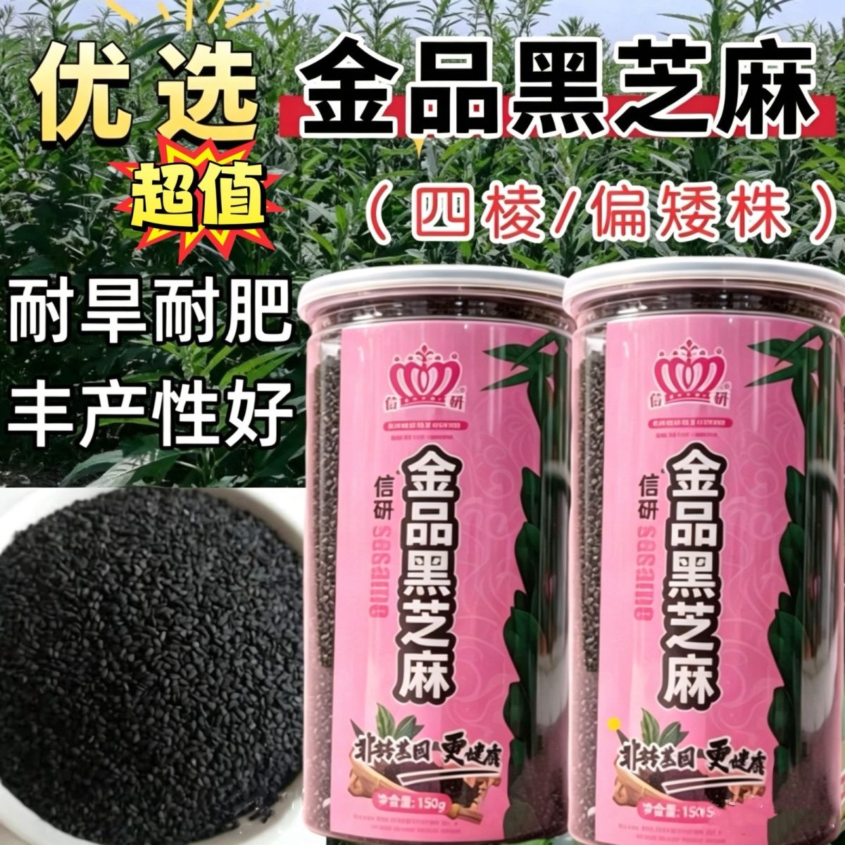 高产高油四棱黑芝麻种子金品黑芝麻种籽耐旱耐肥黑芝麻大田专用种