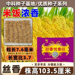 早稻 晚稻种子 高产稻谷种抗病抗倒耐寒三系杂交水稻种原装国审稻