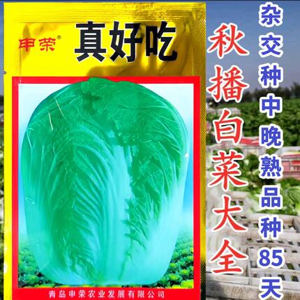 真好吃秋播白菜种子高产抗病耐热耐寒大白菜种子基地专供蔬菜种子