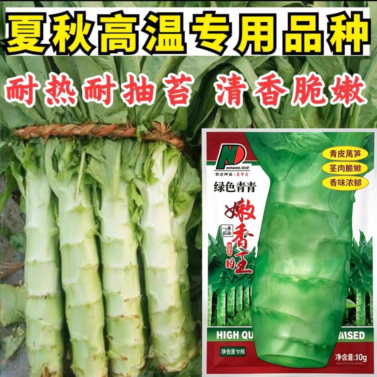 绿莴笋种子尖叶莴笋种子清香莴笋种籽莴苣夏季蔬菜种子耐热耐高温