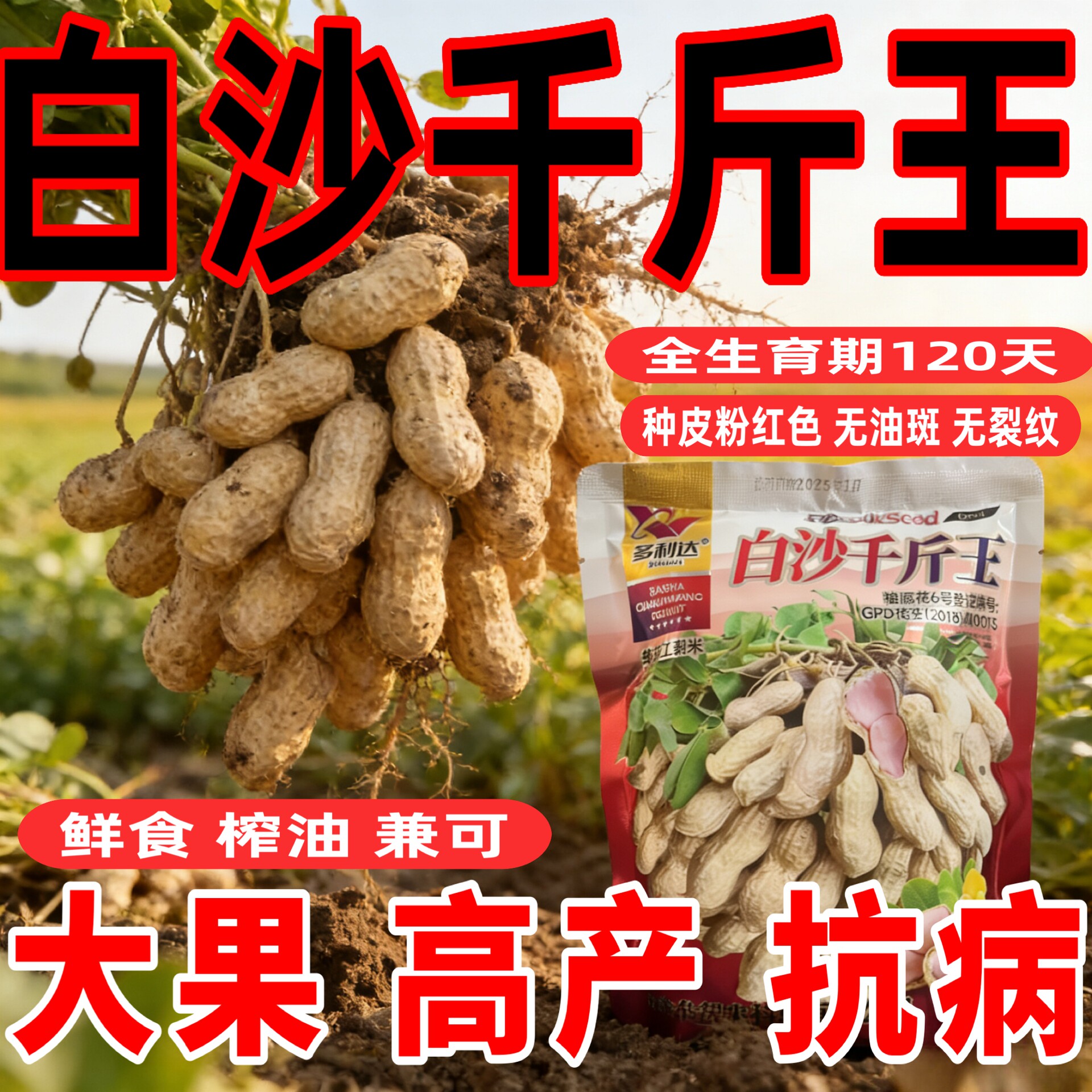 白沙千斤王原装花生种子亩产千斤矮杆抗病薄壳花生种非转基因种籽
