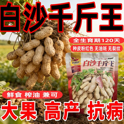 白沙千斤王原装花生种子亩产千斤矮杆抗病薄壳花生种非转基因种籽