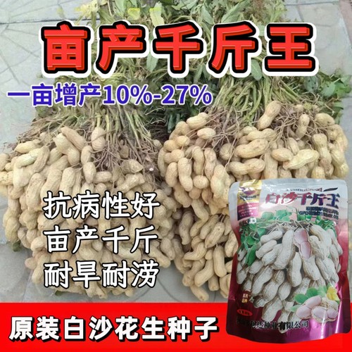非转基因花生种子大果白沙千斤王高产高油花生种子农家自种花生种
