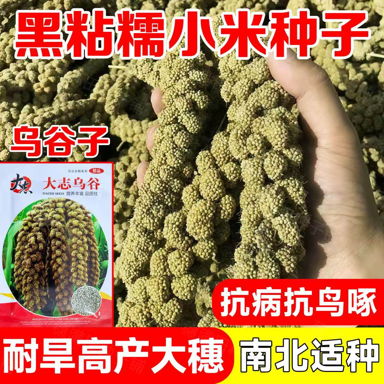 黑小米种子大志乌谷种子黑谷种籽五谷杂粮小米种子高产抗病抗鸟啄