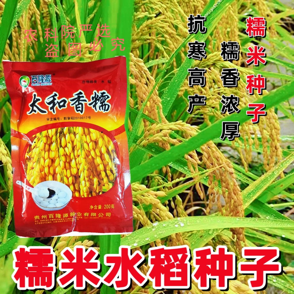 亩产千斤糯米香稻种子圆粒香糯杂交水稻谷物种子汤圆糍粑专用糯稻