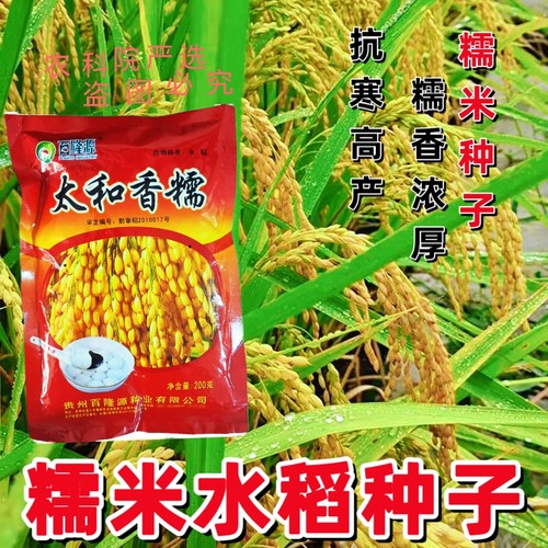 亩产千斤糯米香稻种子圆粒香糯杂交水稻谷物种子汤圆糍粑专用糯稻