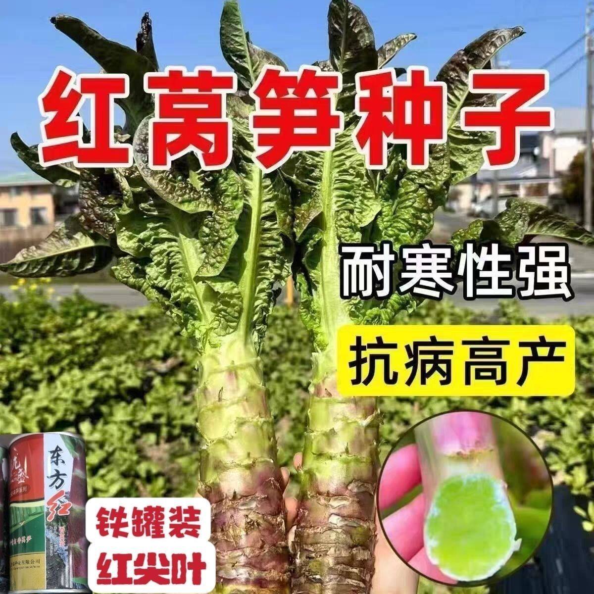 浓香尖叶红莴笋种子耐寒高产莴苣种红莴笋青莴笋基地专用罐装种子
