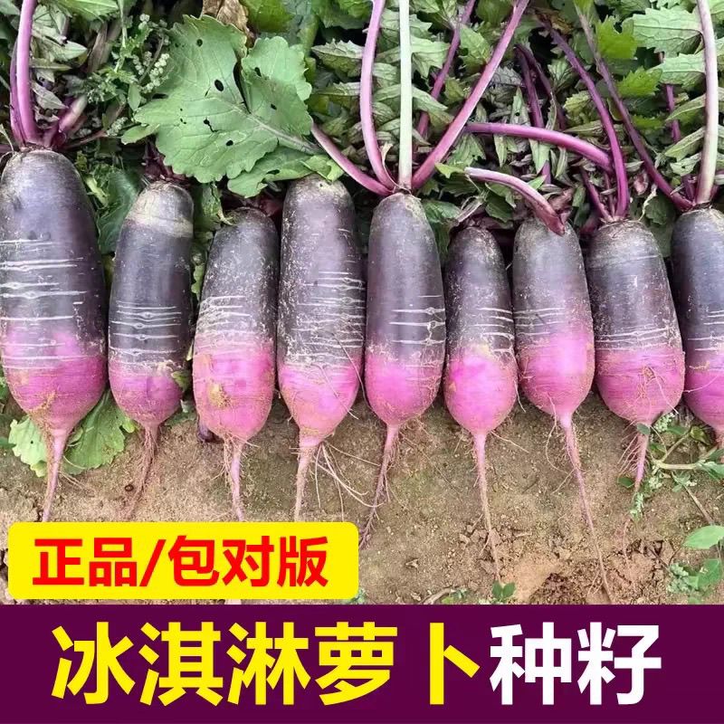 超甜冰淇淋萝卜种子水果甜脆萝卜老冰糖紫皮紫心萝卜种籽耐热耐寒