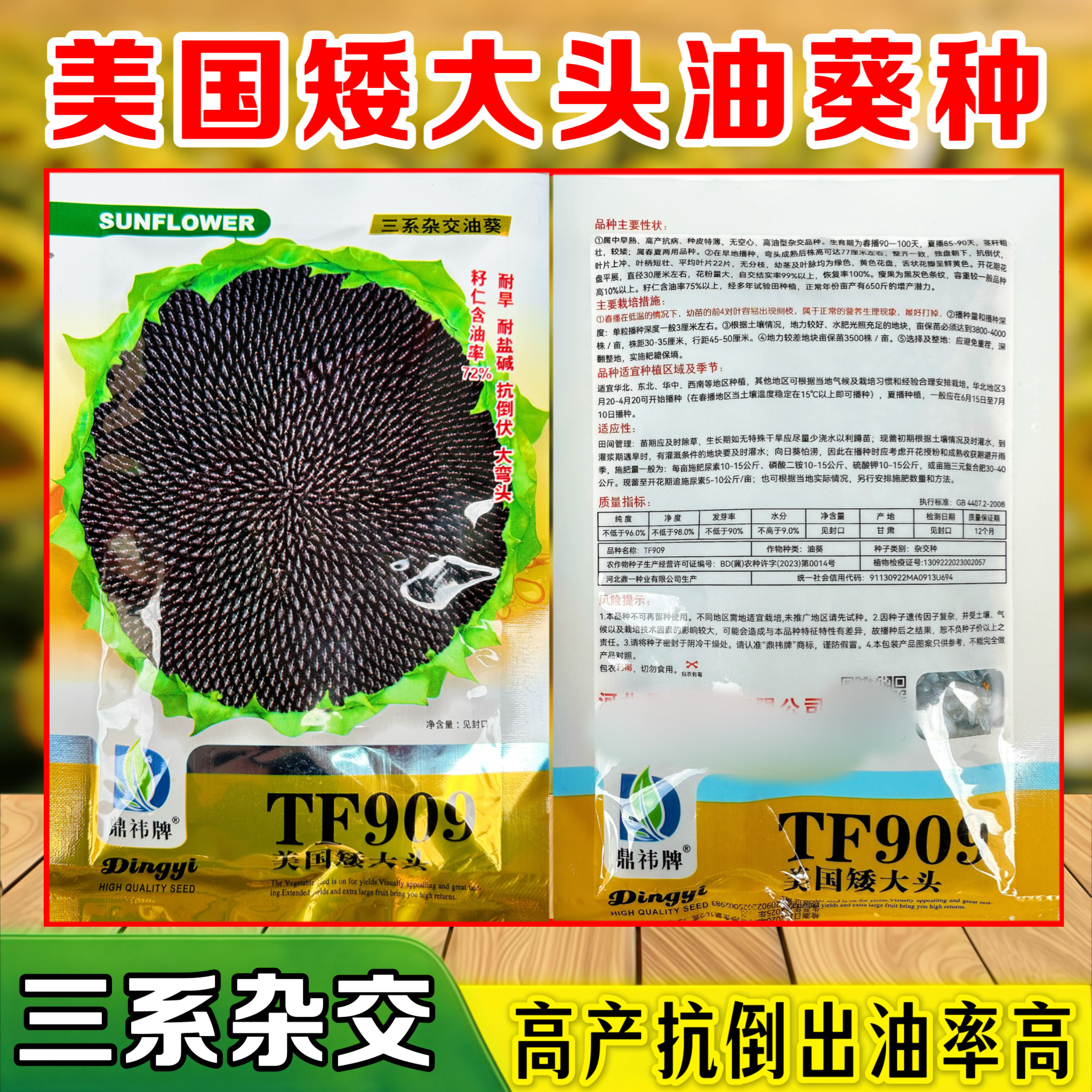 TF909高产美国矮大头油葵种子三系杂交油葵种籽榨油专用油葵瓜籽