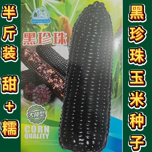 农科院新品种黑甜糯玉米种子珍珠糯香甜软糯营养丰富黑糯玉米种子