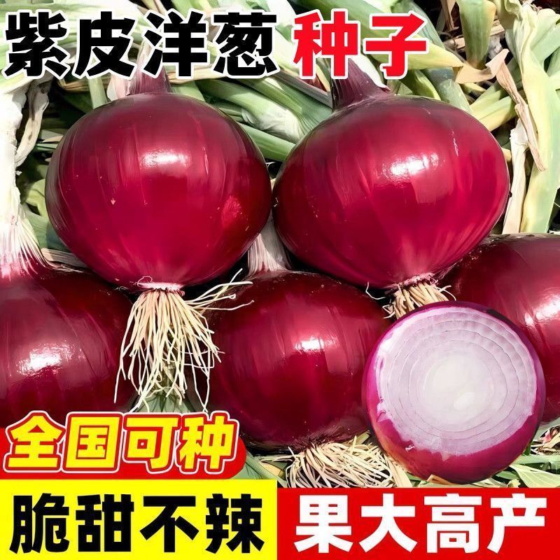 大果紫皮洋葱种子 绿硕紫冠 红皮洋葱高产抗病洋葱秋冬播今年新种
