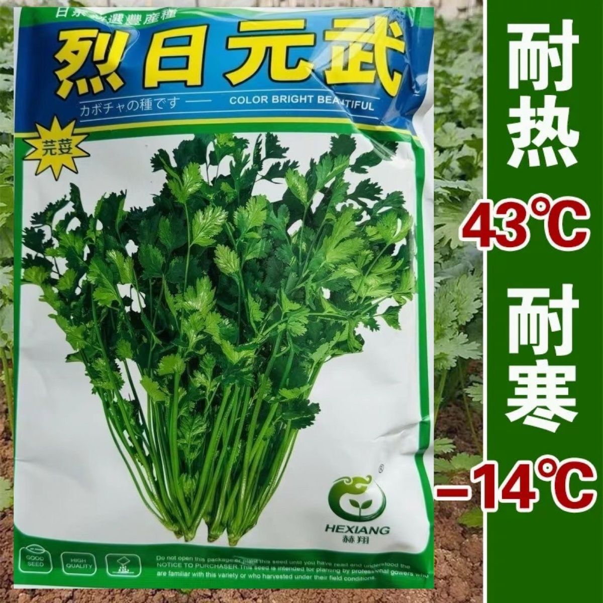 大田专用耐热香菜种子 烈日元武香菜种籽 四季蔬菜种子耐寒耐高温