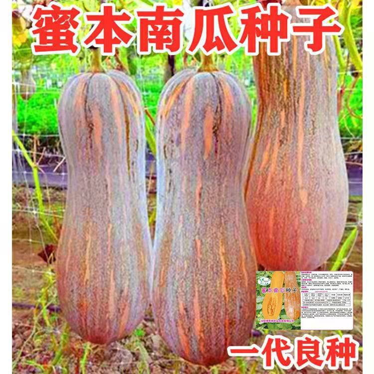 蜜本南瓜种子超甜超粉糯南瓜老品种蜜本南瓜早熟高产蔬菜种子原装,鲜花速递/花卉仿真/绿植园艺,家庭园艺种子,淘宝优惠券,粉丝福利购,淘宝优惠卷