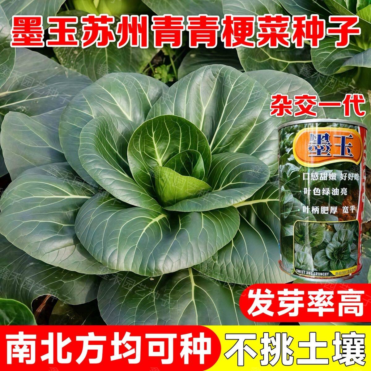 黑油白菜种子矮脚黑叶白菜油菜抗冻乌青菜春秋播四季蔬菜种籽孑子