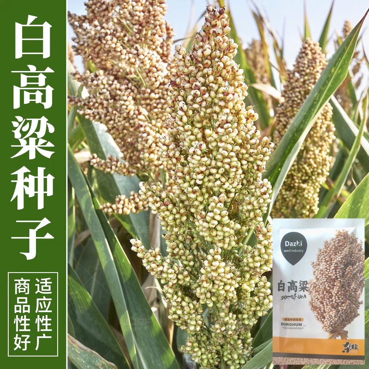 高产高粱米粘糯白高粱种子五谷杂粮种籽矮杆紧穗高粱种子原装正品