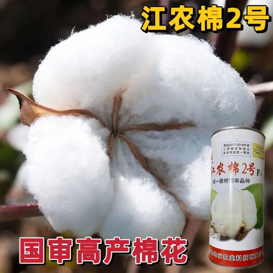抗虫棉大瓣棉花种子江农棉2号 高产棉花种子抗病中熟国审基地专用