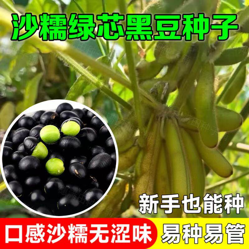 沙糯绿芯黑豆种子早熟高产豆类种籽鲜食毛豆种子非转基因原装种子