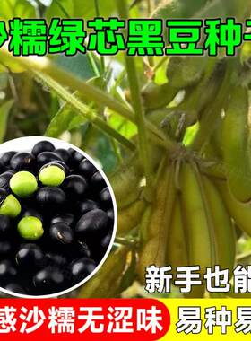 沙糯绿芯黑豆种子早熟高产豆类种籽鲜食毛豆种子非转基因原装种子
