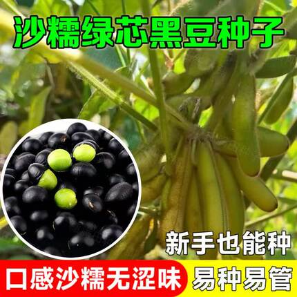沙糯绿芯黑豆种子早熟高产豆类种籽鲜食毛豆种子非转基因原装种子