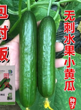 正品荷兰无刺水果黄瓜种子高产节节瓜甜脆水果黄瓜爬满地蔬菜种子