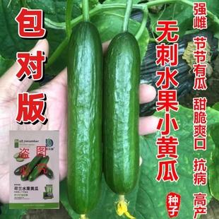 正品荷兰无刺水果黄瓜种子高产节节瓜甜脆水果黄瓜爬满地蔬菜种子