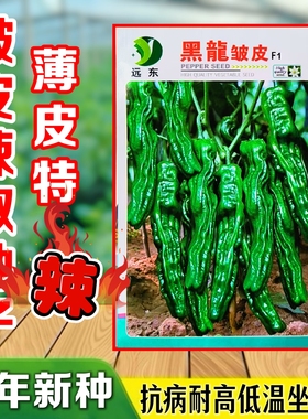 特辣辣椒种子皱皮辣椒黑龍皱皮一代杂交薄皮辣椒高产抗病蔬菜种子