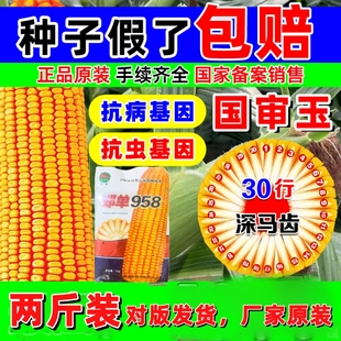正品国审玉米种子郑单958高产饲料玉米抗锈病抗虫双棒大田专用种