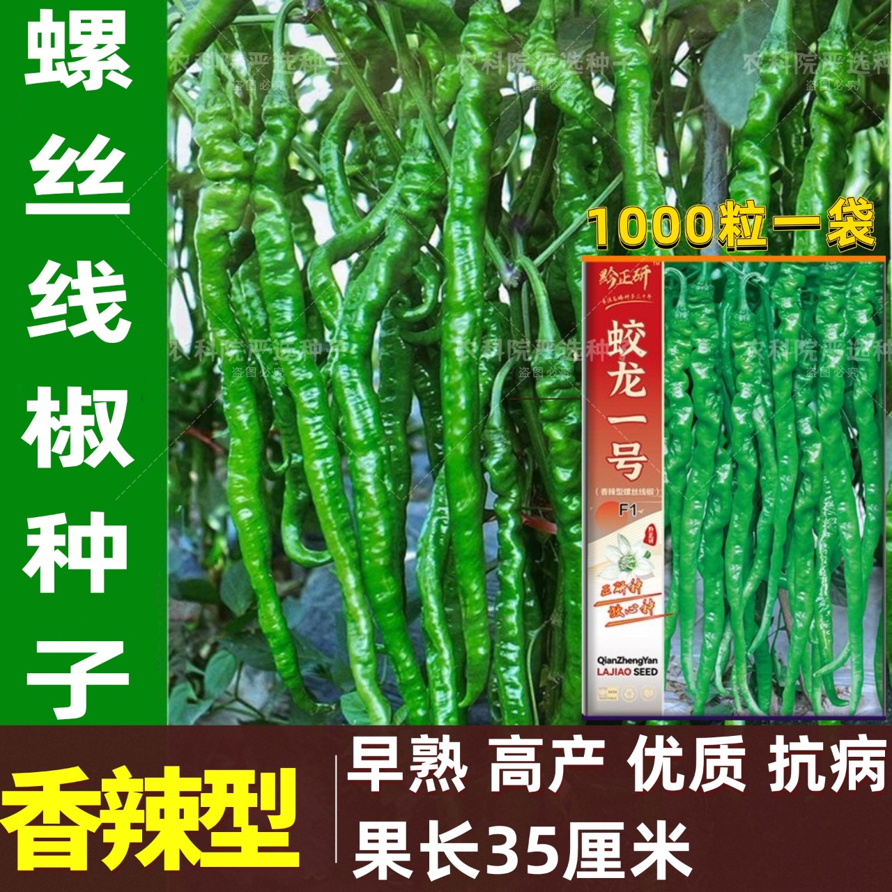 螺丝线椒种子早熟高产辣椒种子条椒种子香辣型长线大果螺丝线椒籽