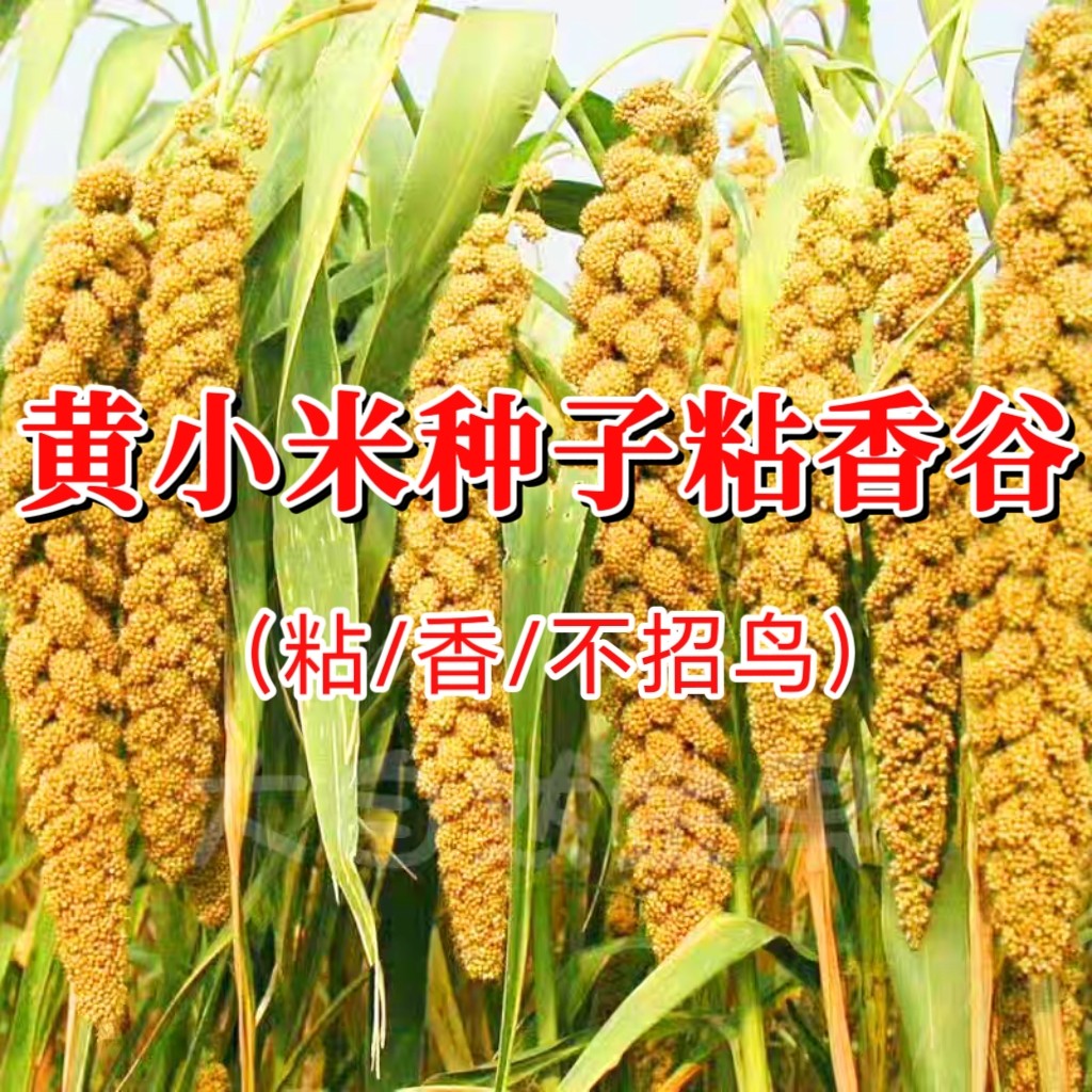 黄金粘香谷种子粘糯香软黄小米种子鸟不刁谷物种籽抗病抗虫黄小米