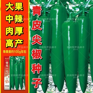 特大果牛角尖椒种子中辣高产皮糙肉厚青皮辣椒中早熟耐热耐运输