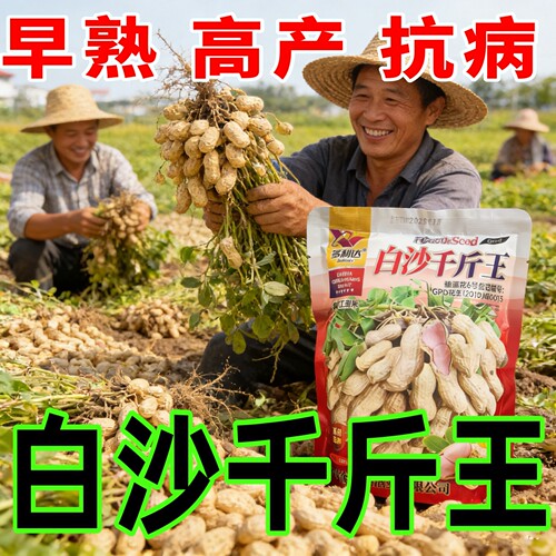 特大果白沙花生种子高产抗病抗倒伏花生种籽早熟矮杆非转基因种子