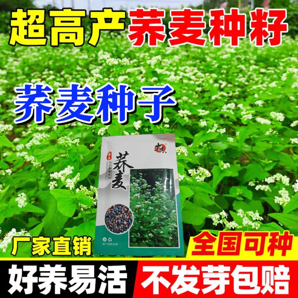 超高产苦荞麦种子抗病耐涝适应性强全国种植今年新种高营养荞麦籽