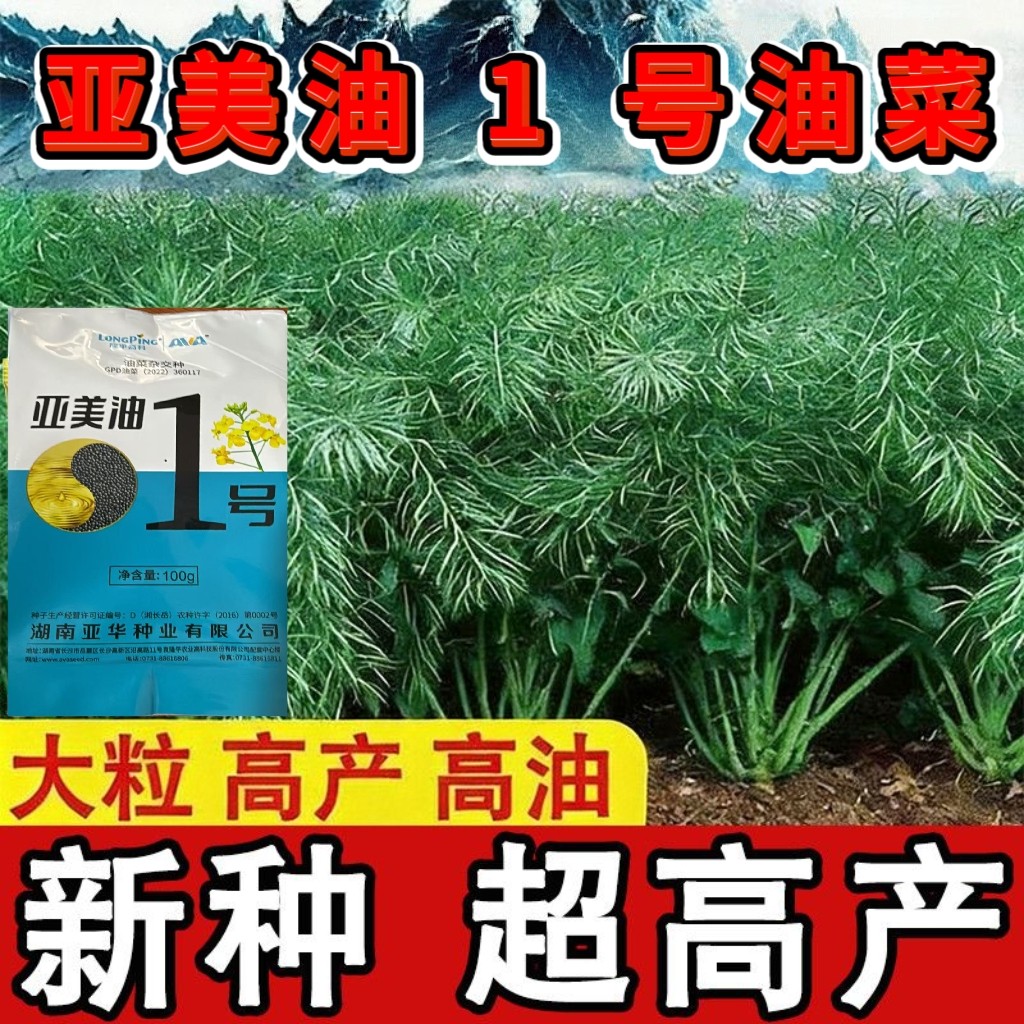 甘蓝型油菜种子 亚美油1号 早熟高产耐寒黑籽油菜种子榨油专用种