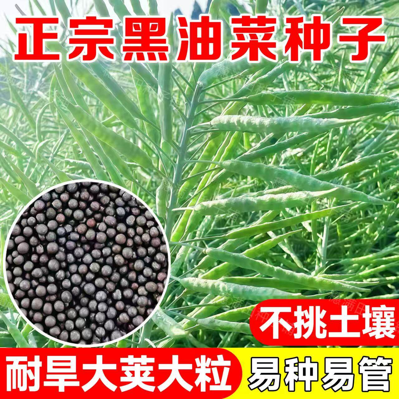 矮杆油菜种子纯黑籽油菜 新德杂油9号 高产大粒出油高基地专用种